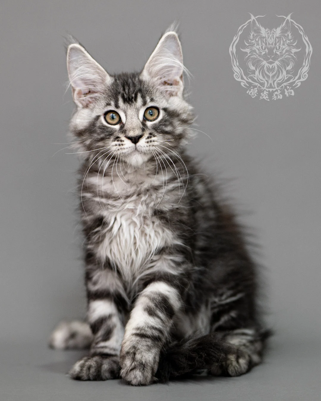黑銀虎斑緬因貓 Silver Tabby Maine Coon Closeup 15