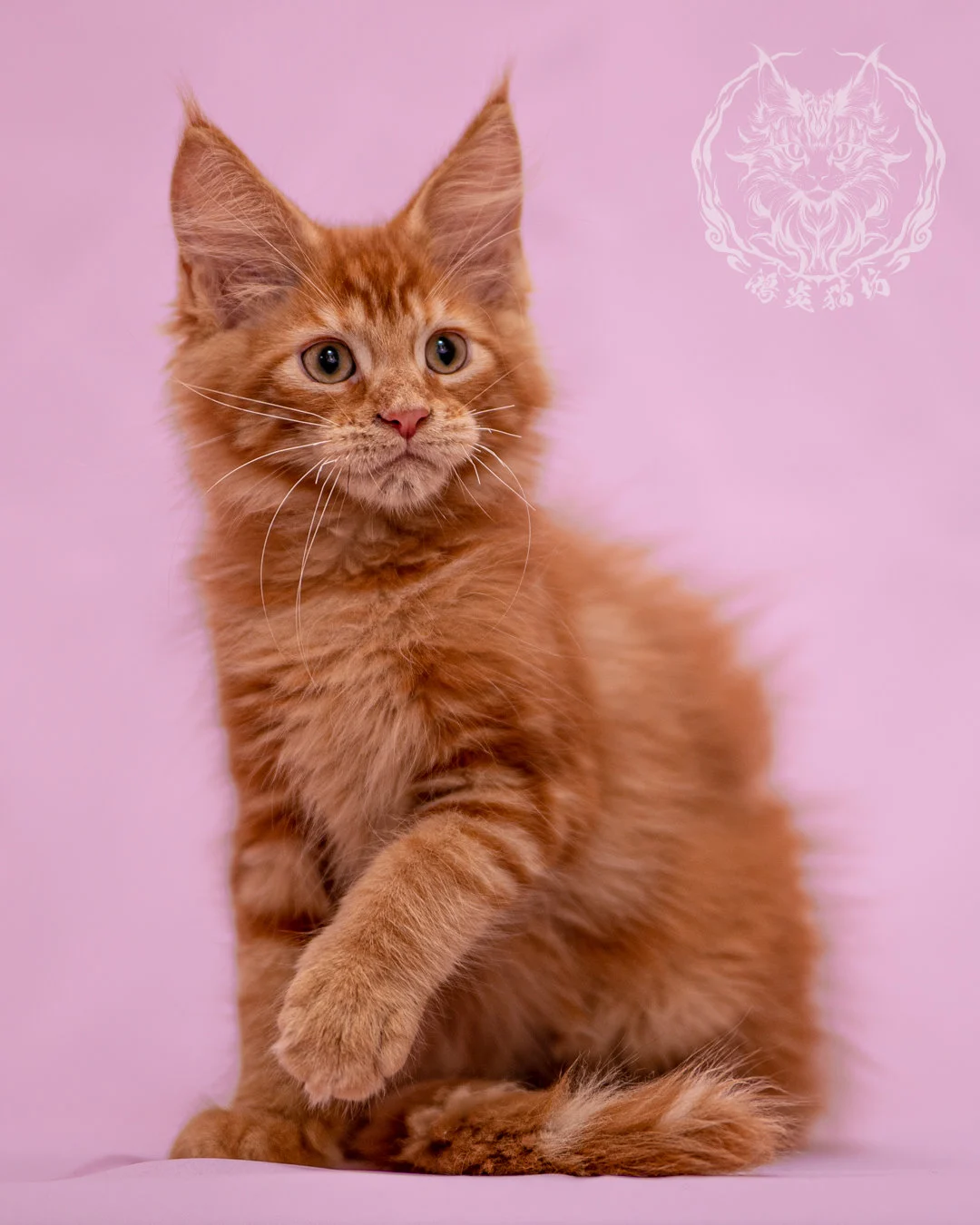 紅虎斑緬因貓 Red Tabby Maine Coon Closeup 11