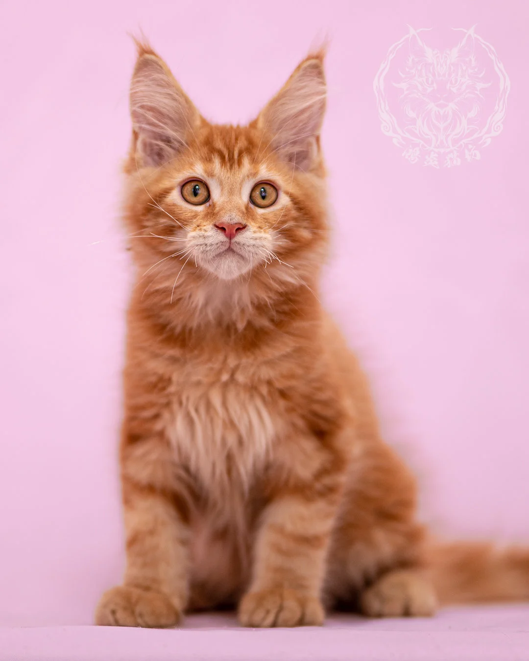 紅虎斑緬因貓 Red Tabby Maine Coon Closeup 12