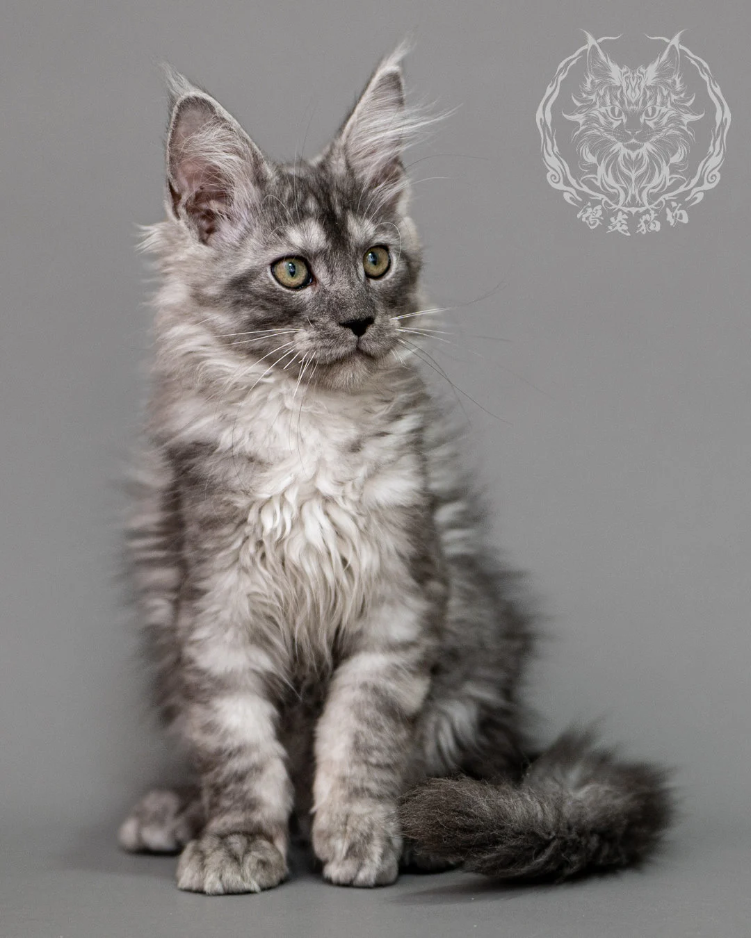 黑銀虎斑緬因貓 Silver Tabby Maine Coon Closeup 10