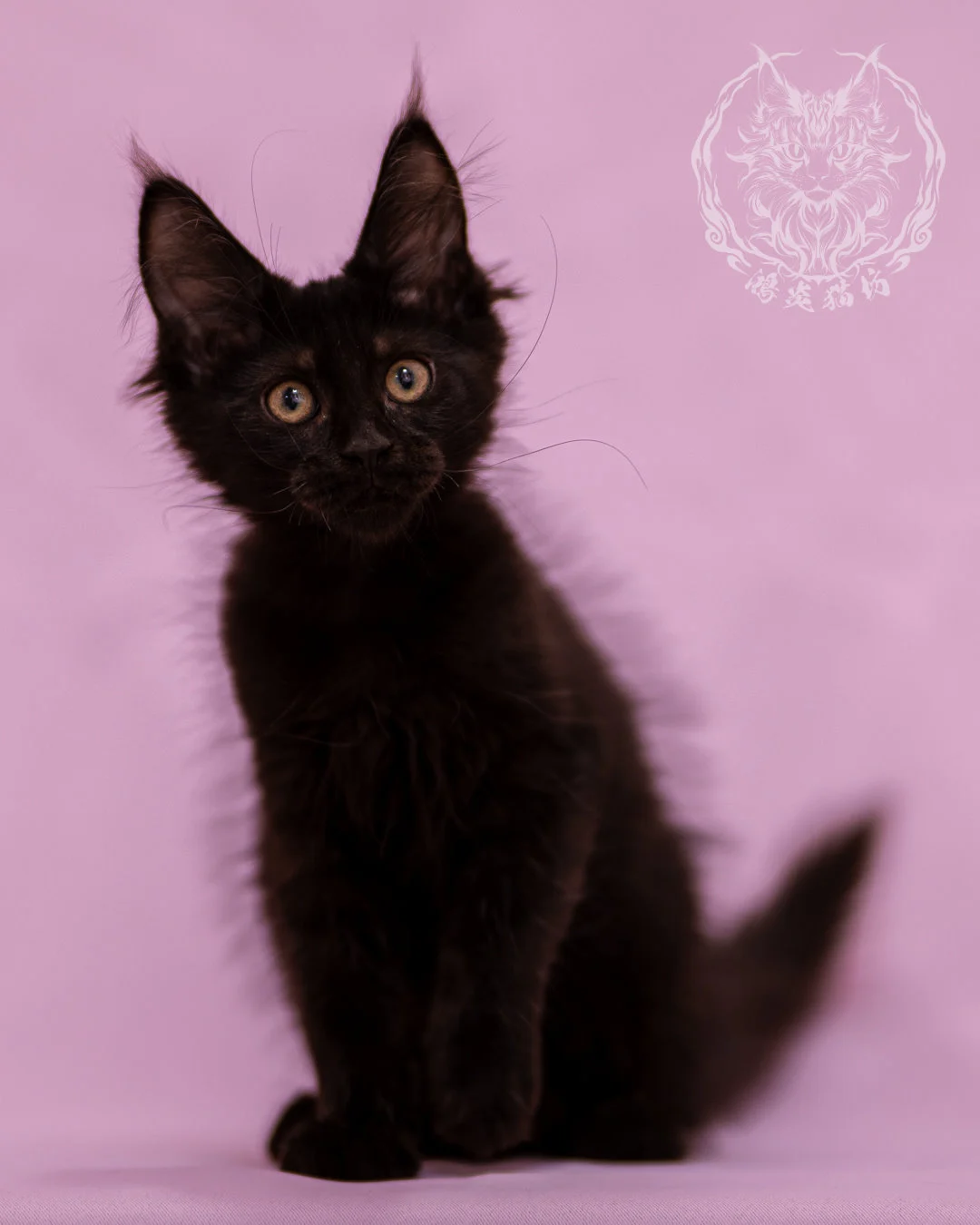 黑色緬因貓 Black Maine Coon Closeup 3