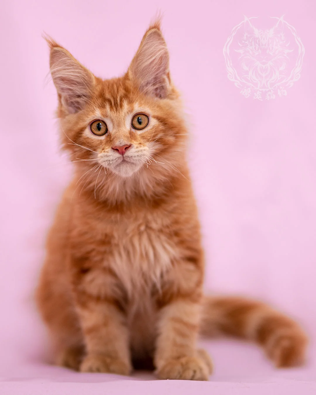 紅虎斑緬因貓 Red Tabby Maine Coon Closeup 5