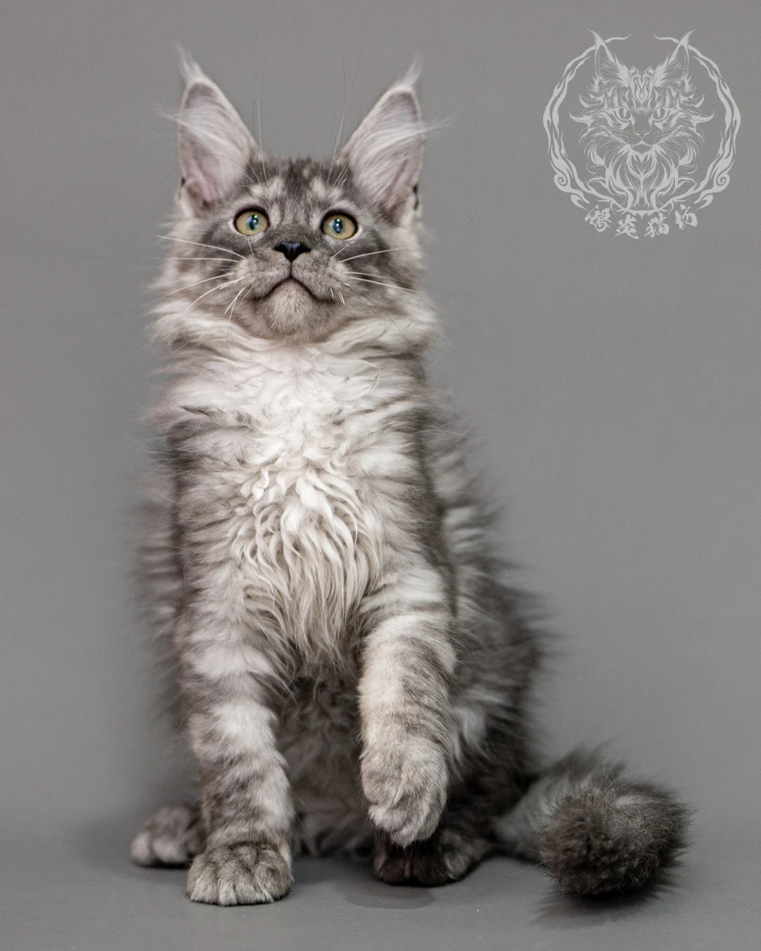 黑銀虎斑緬因貓 Silver Tabby Maine Coon Closeup 8