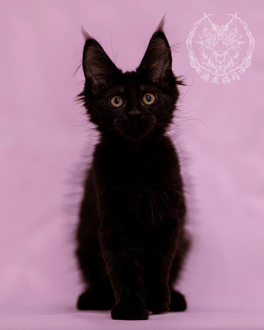 黑色緬因貓 Black Maine Coon Closeup 5