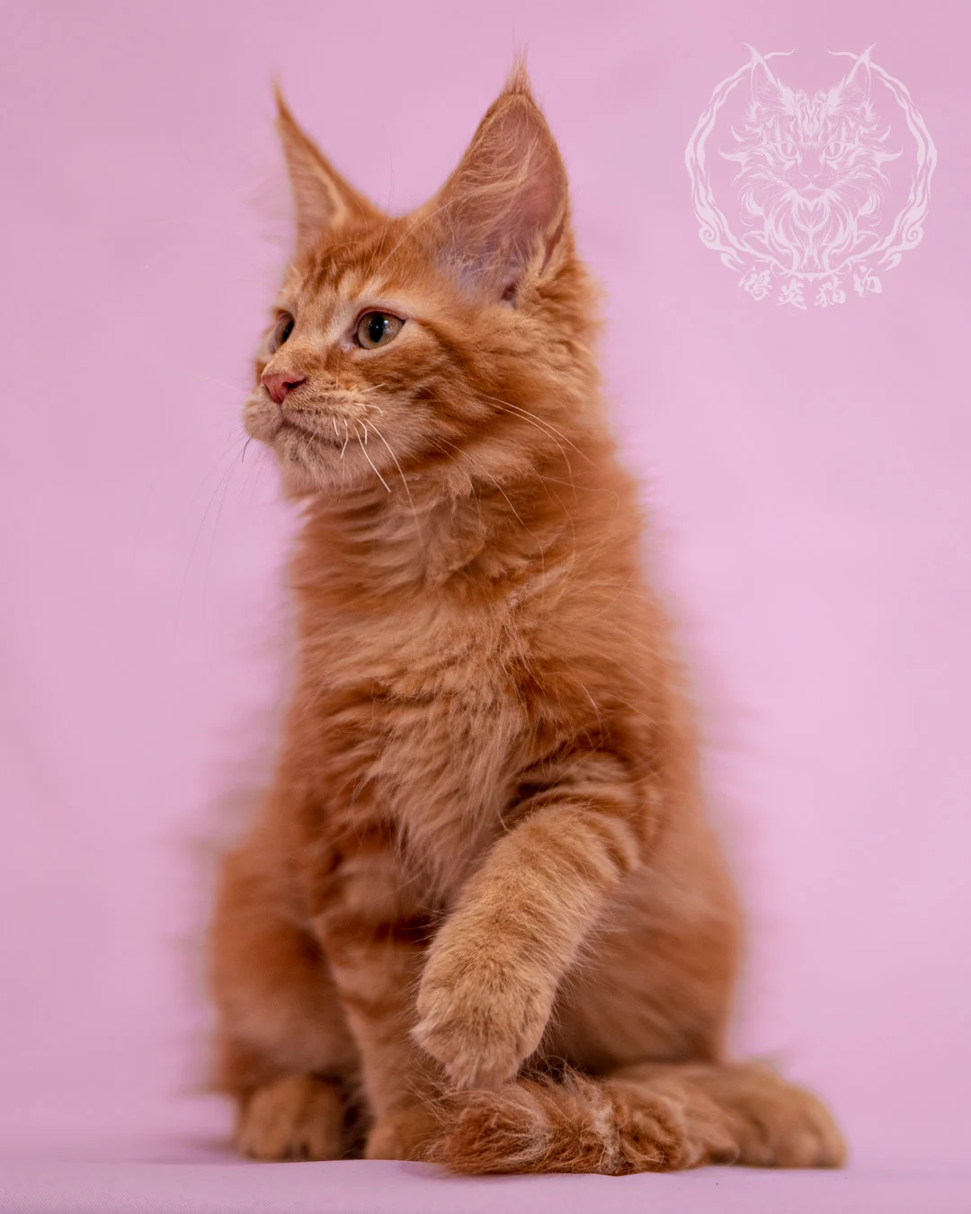 紅虎斑緬因貓 Red Tabby Maine Coon Closeup 6