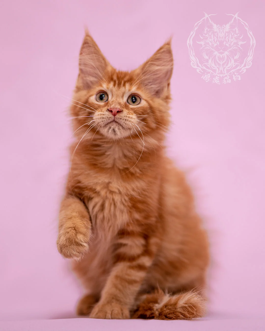 紅虎斑緬因貓 Red Tabby Maine Coon Closeup 9