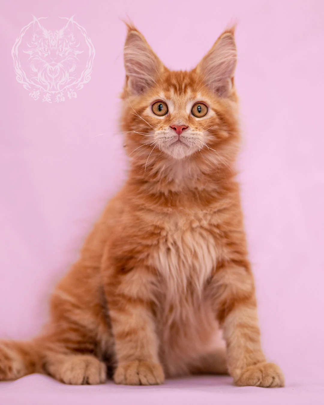 紅虎斑緬因貓 Red Tabby Maine Coon Closeup 13