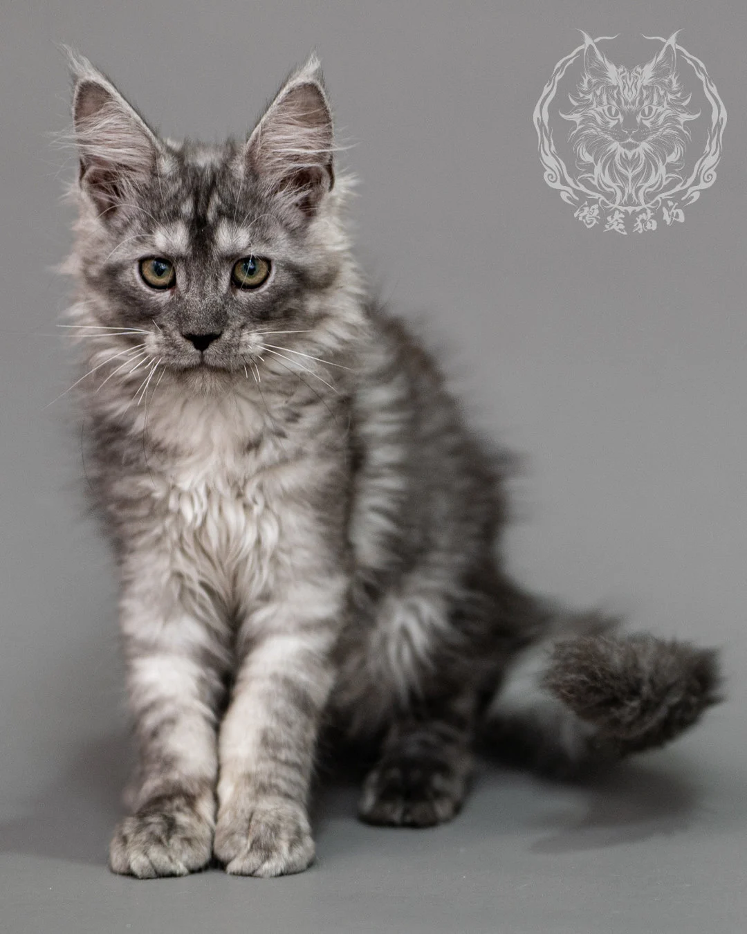 黑銀虎斑緬因貓 Silver Tabby Maine Coon Closeup 4