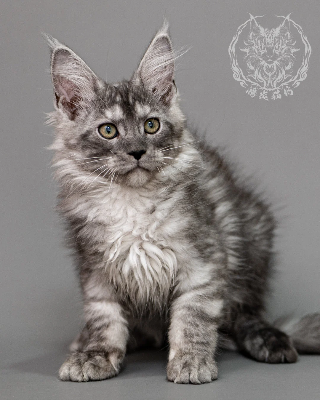 黑銀虎斑緬因貓 Silver Tabby Maine Coon Closeup 1