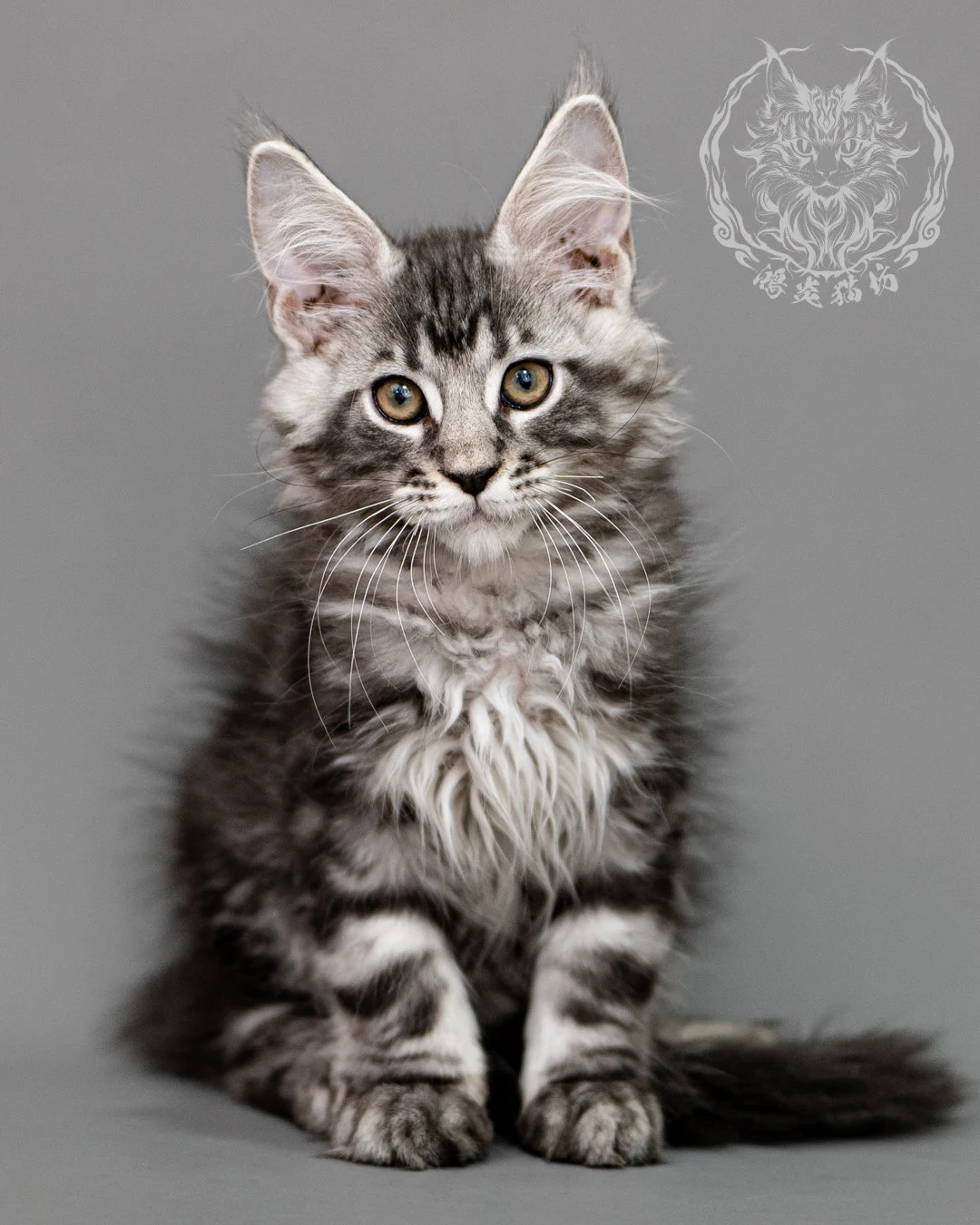 黑銀虎斑緬因貓 Silver Tabby Maine Coon Closeup 2