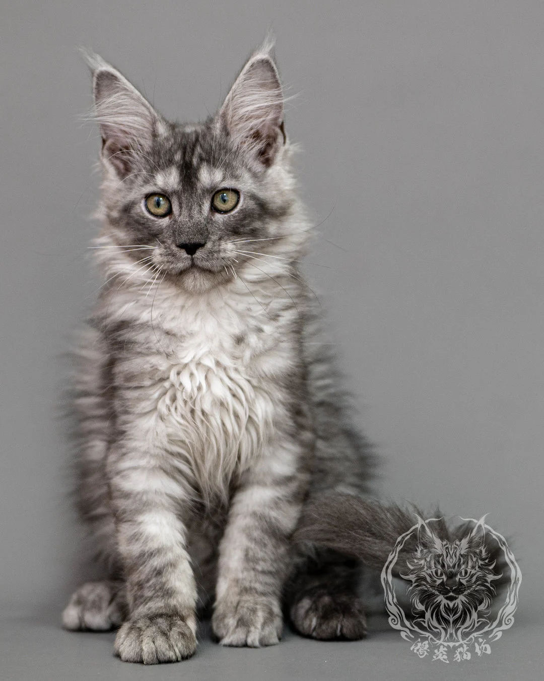 黑銀虎斑緬因貓 Silver Tabby Maine Coon Closeup 14