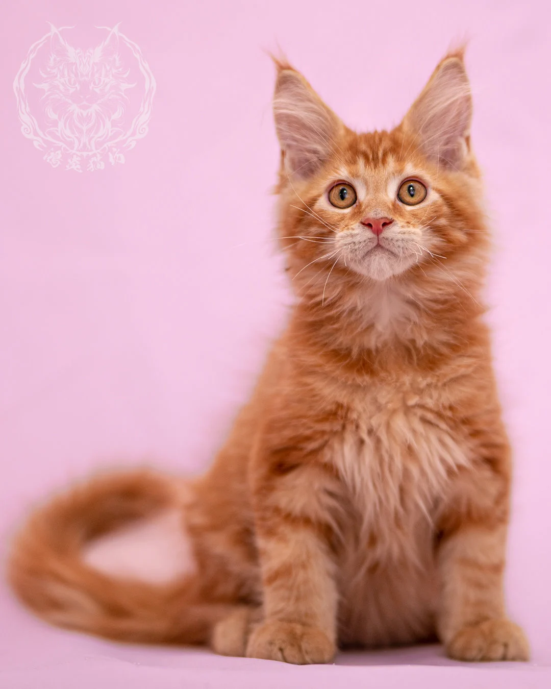 紅虎斑緬因貓 Red Tabby Maine Coon Closeup 9