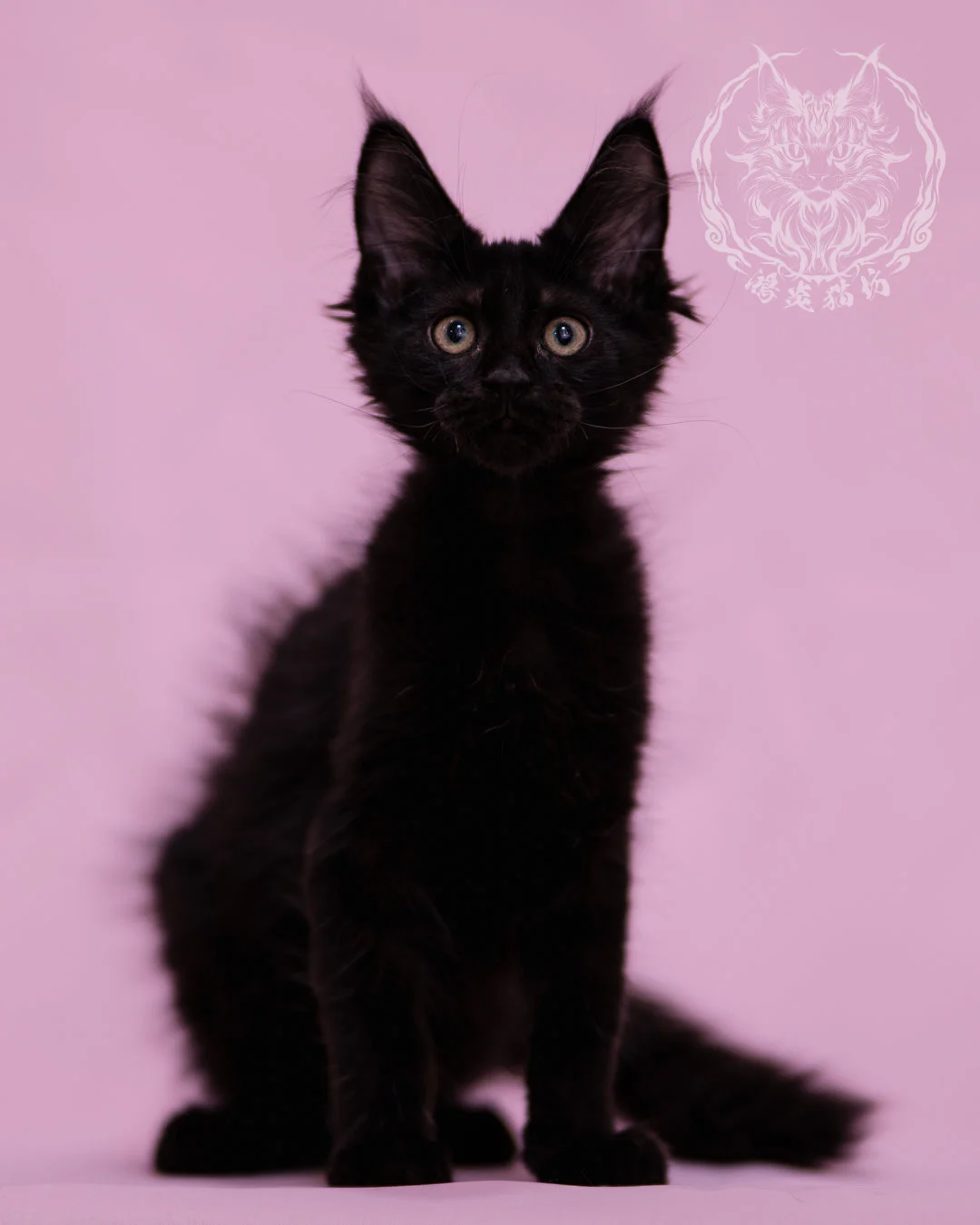 黑色緬因貓 Black Maine Coon Closeup 7
