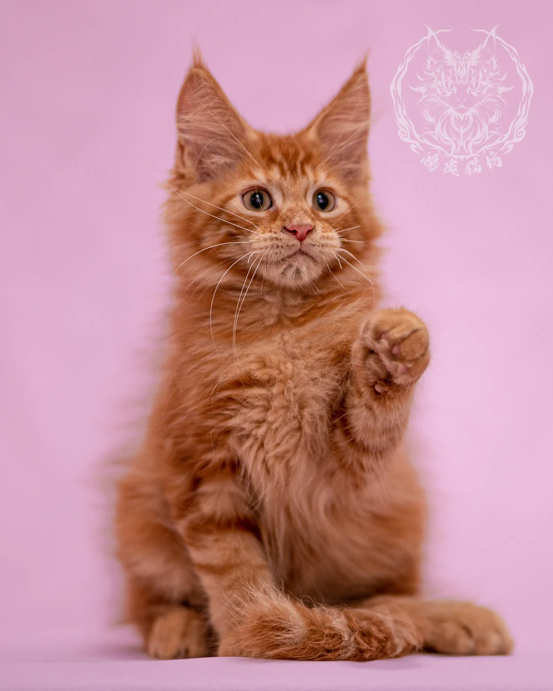 紅虎斑緬因貓 Red Tabby Maine Coon Closeup 2