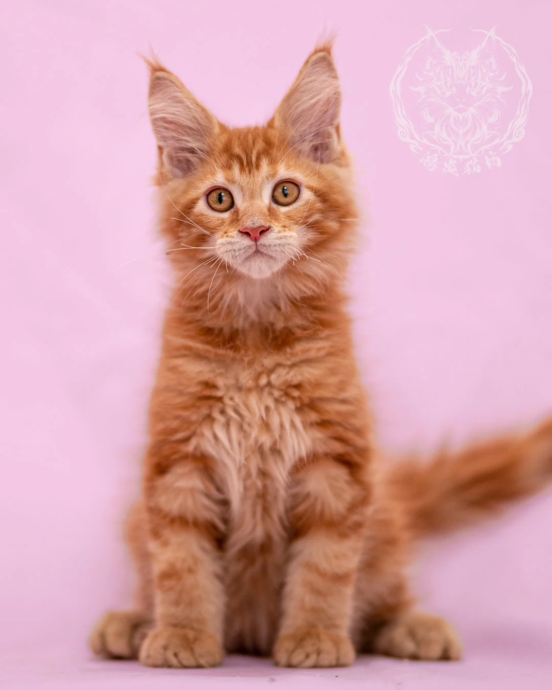 紅虎斑緬因貓 Red Tabby Maine Coon Closeup 7