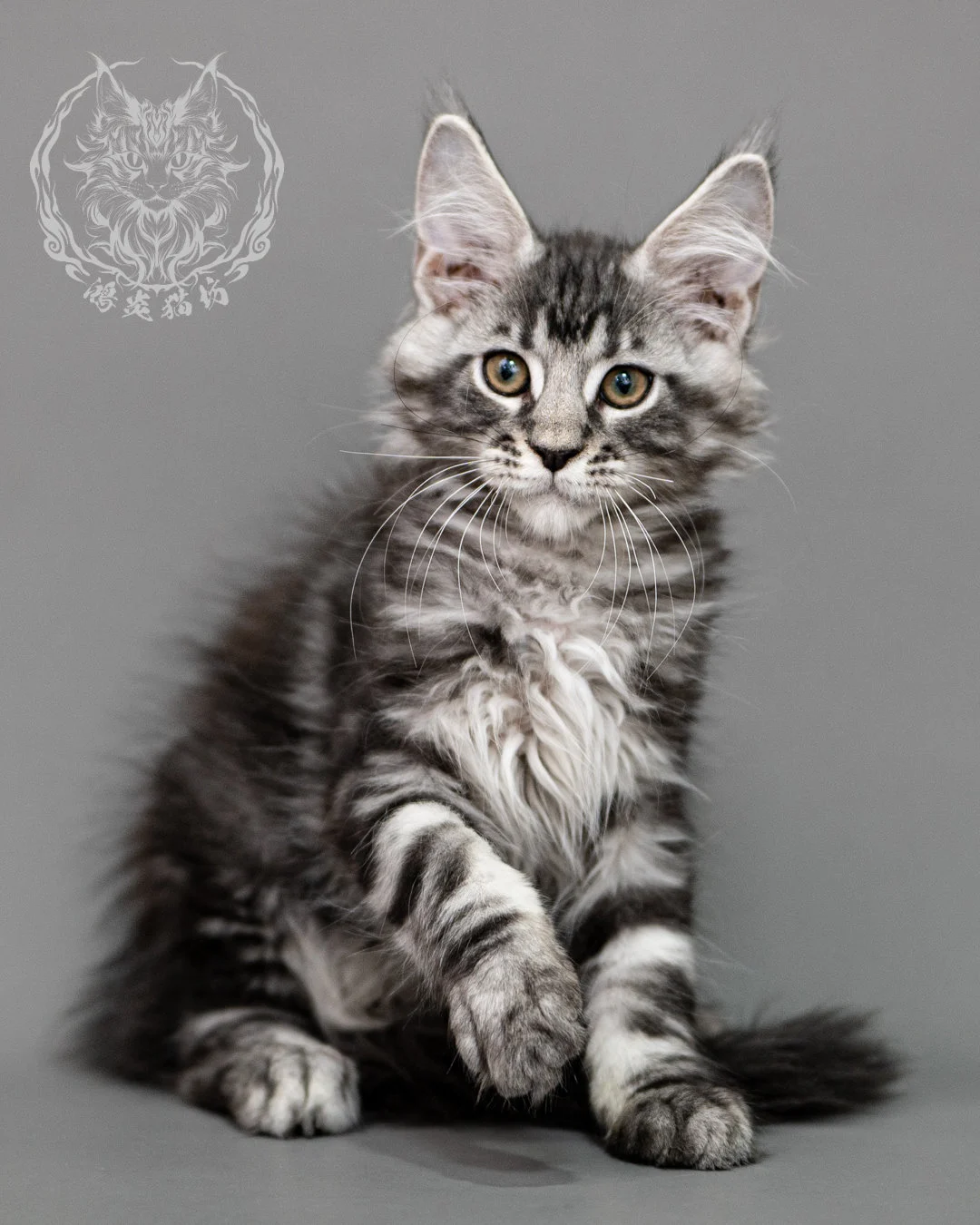 黑銀虎斑緬因貓 Silver Tabby Maine Coon Closeup 5