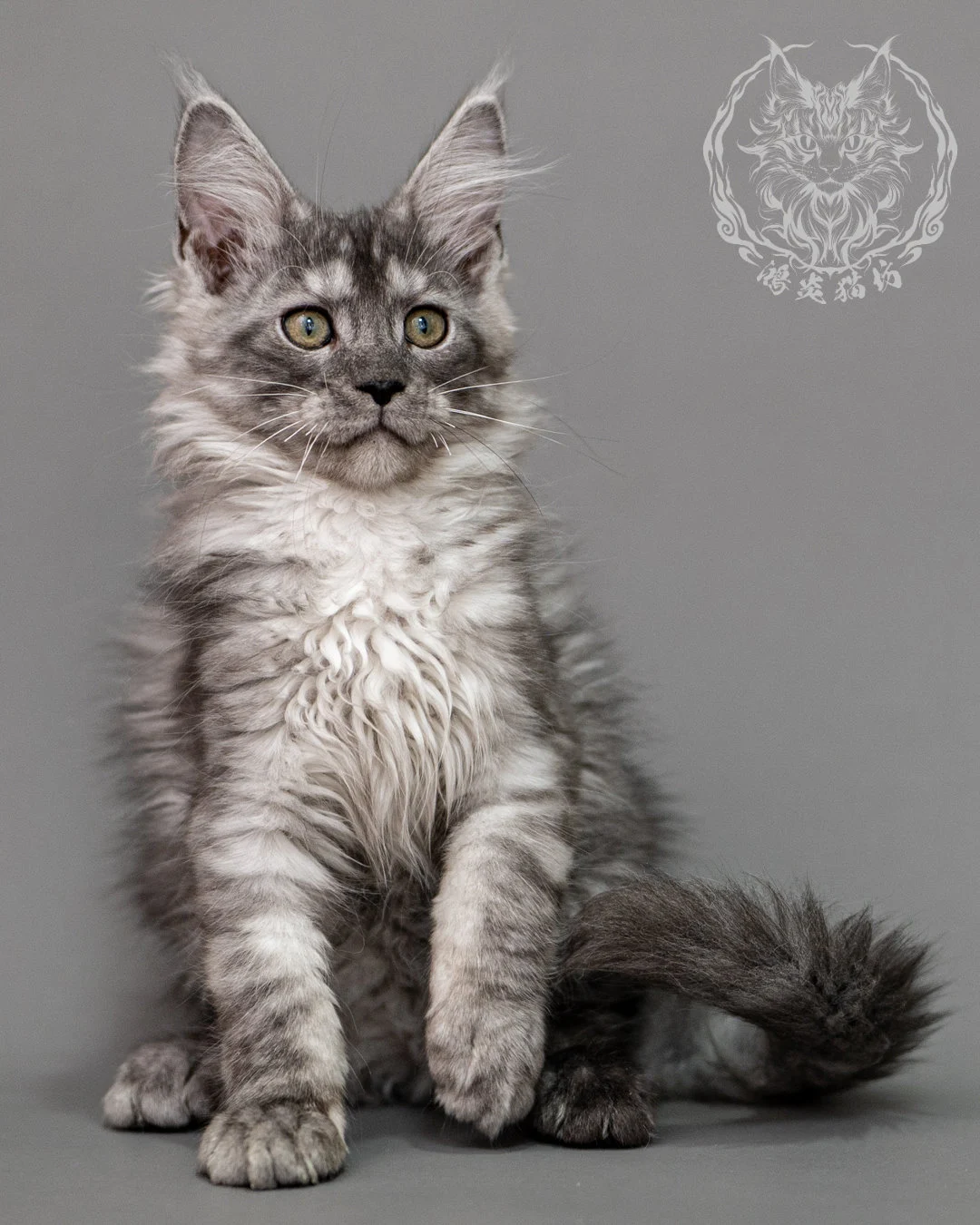 黑銀虎斑緬因貓 Silver Tabby Maine Coon Closeup 13