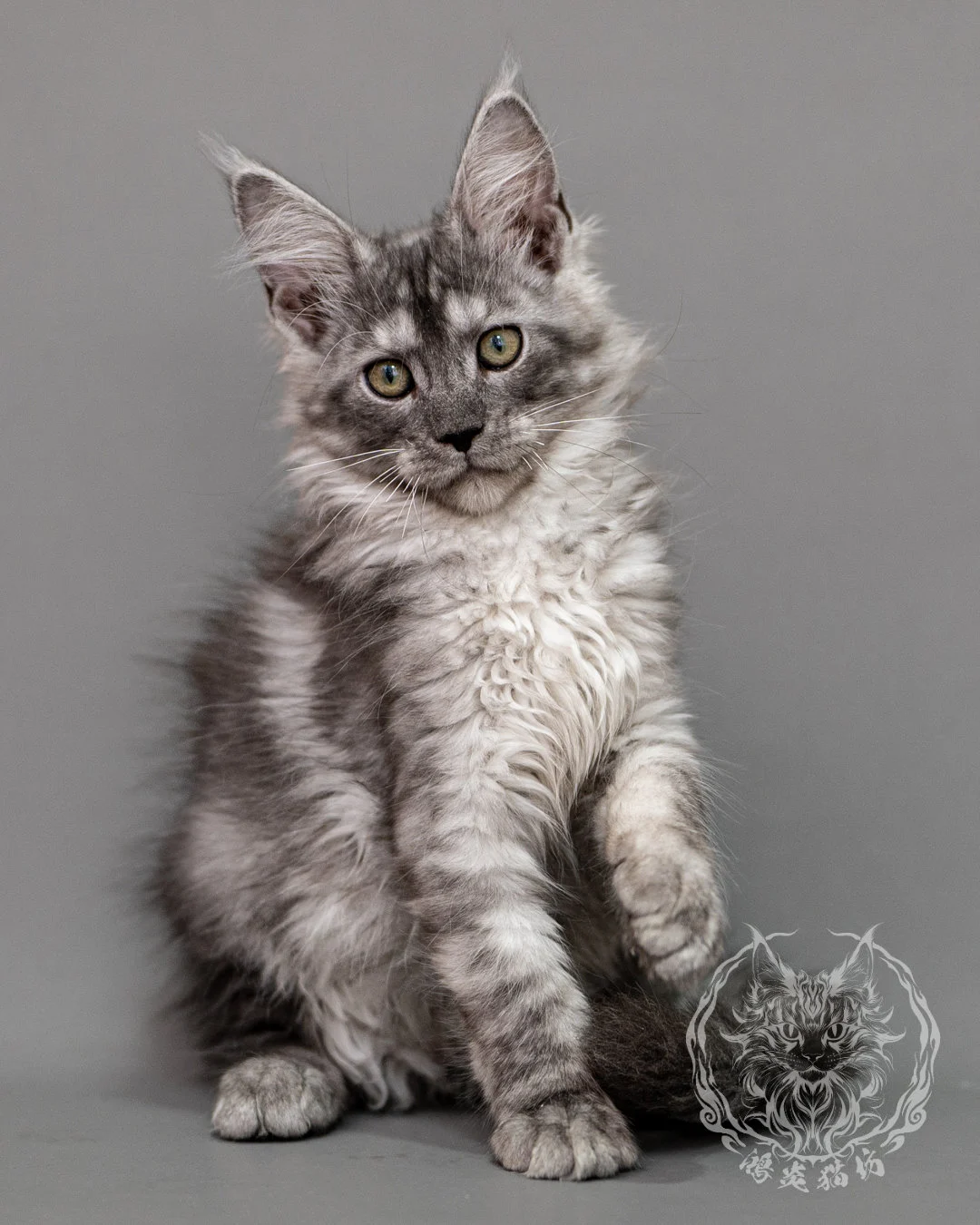 黑銀虎斑緬因貓 Silver Tabby Maine Coon Closeup 18