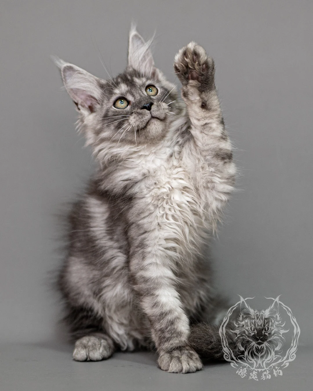 黑銀虎斑緬因貓 Silver Tabby Maine Coon Closeup 17