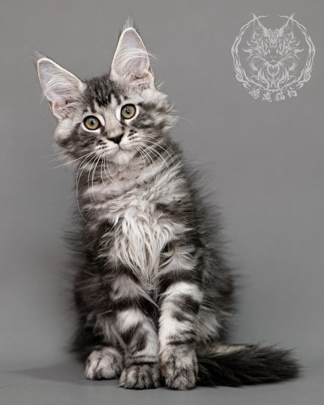 黑銀虎斑緬因貓 Silver Tabby Maine Coon Closeup 11