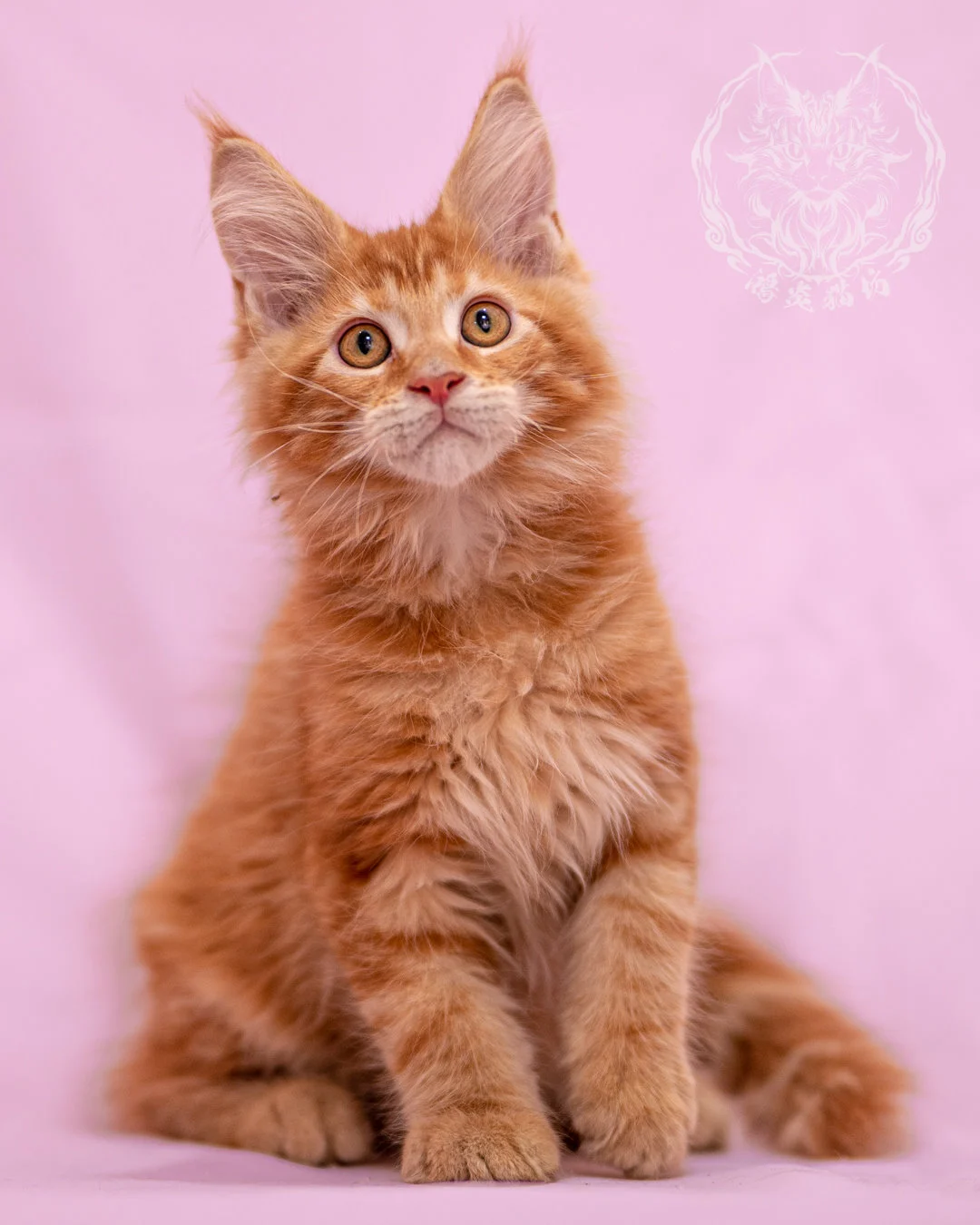紅虎斑緬因貓 Red Tabby Maine Coon Closeup 4