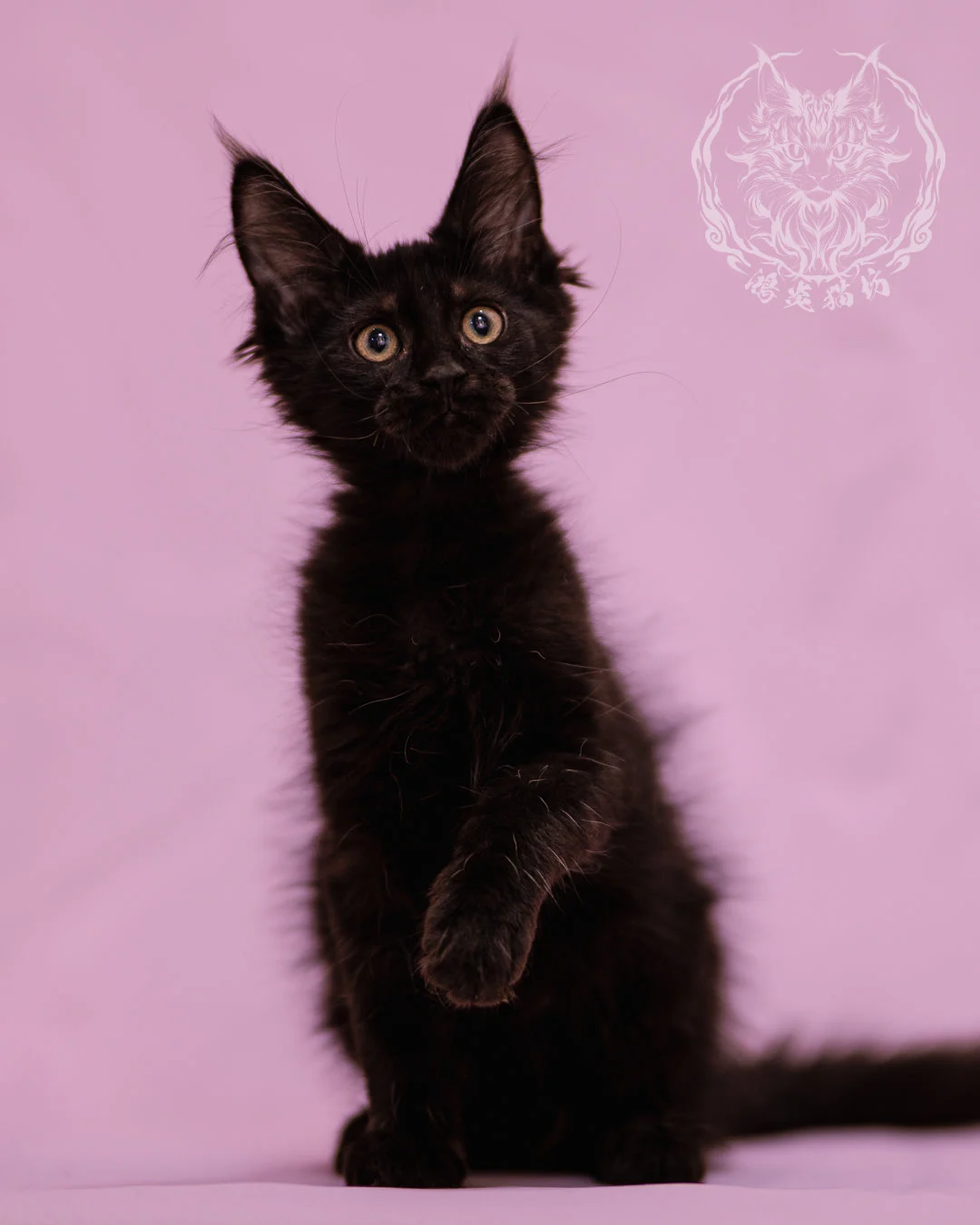 黑色緬因貓 Black Maine Coon Closeup 6