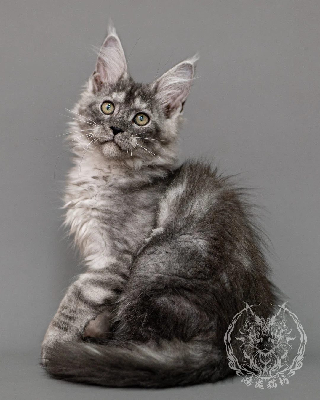 黑銀虎斑緬因貓 Silver Tabby Maine Coon Closeup 15