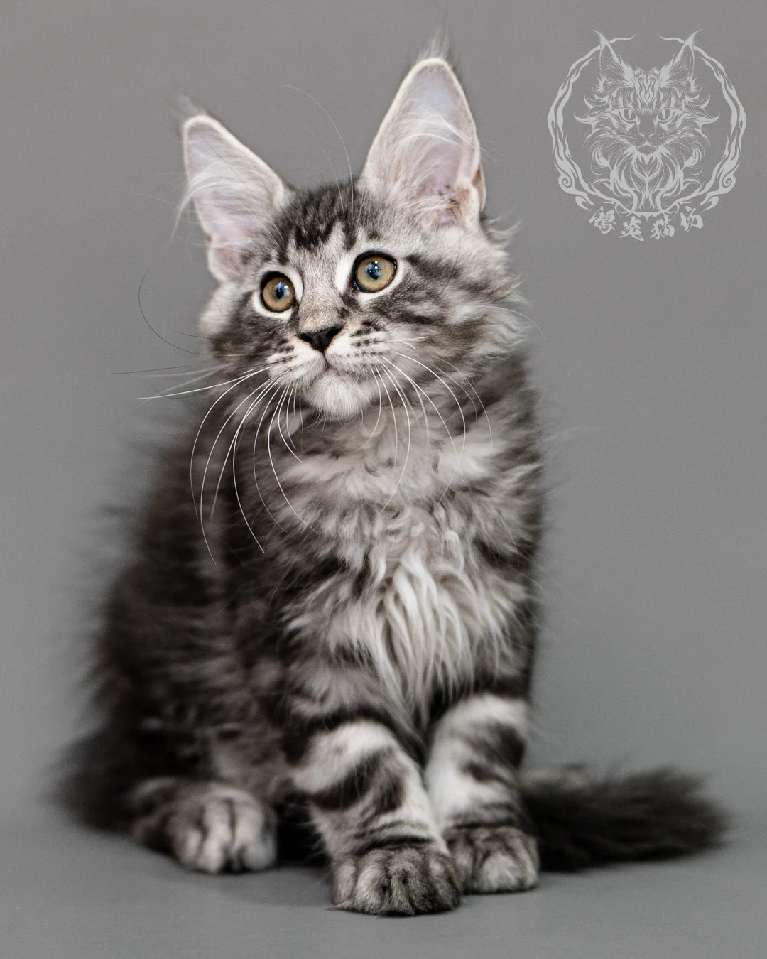 黑銀虎斑緬因貓 Silver Tabby Maine Coon Closeup 10