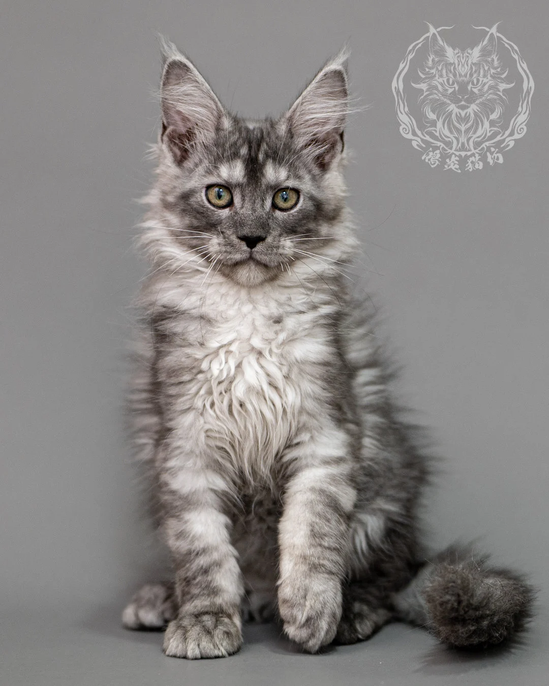 黑銀虎斑緬因貓 Silver Tabby Maine Coon Closeup 9