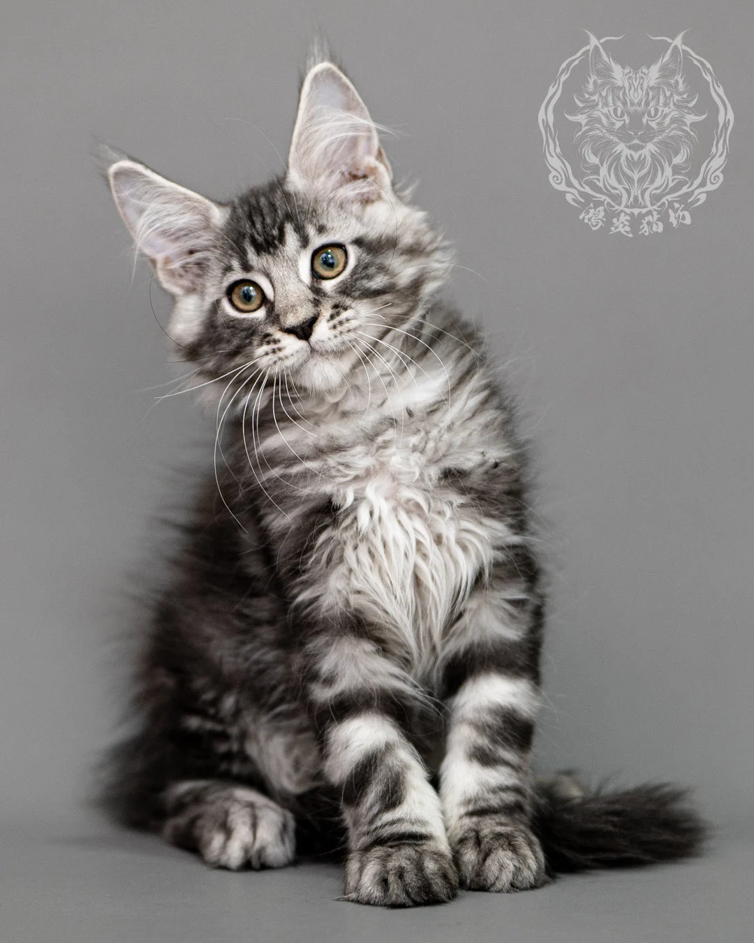 黑銀虎斑緬因貓 Silver Tabby Maine Coon Closeup 7