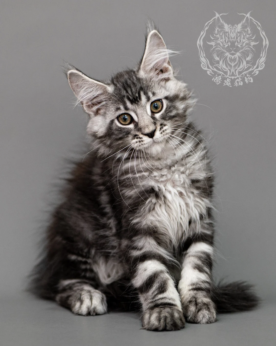 黑銀虎斑緬因貓 Silver Tabby Maine Coon Closeup 4