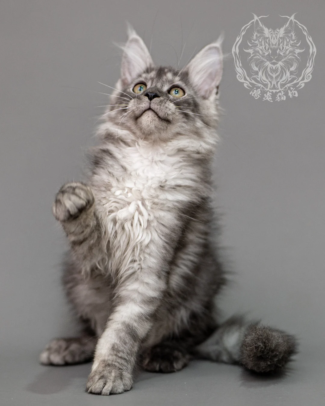 黑銀虎斑緬因貓 Silver Tabby Maine Coon Closeup 6