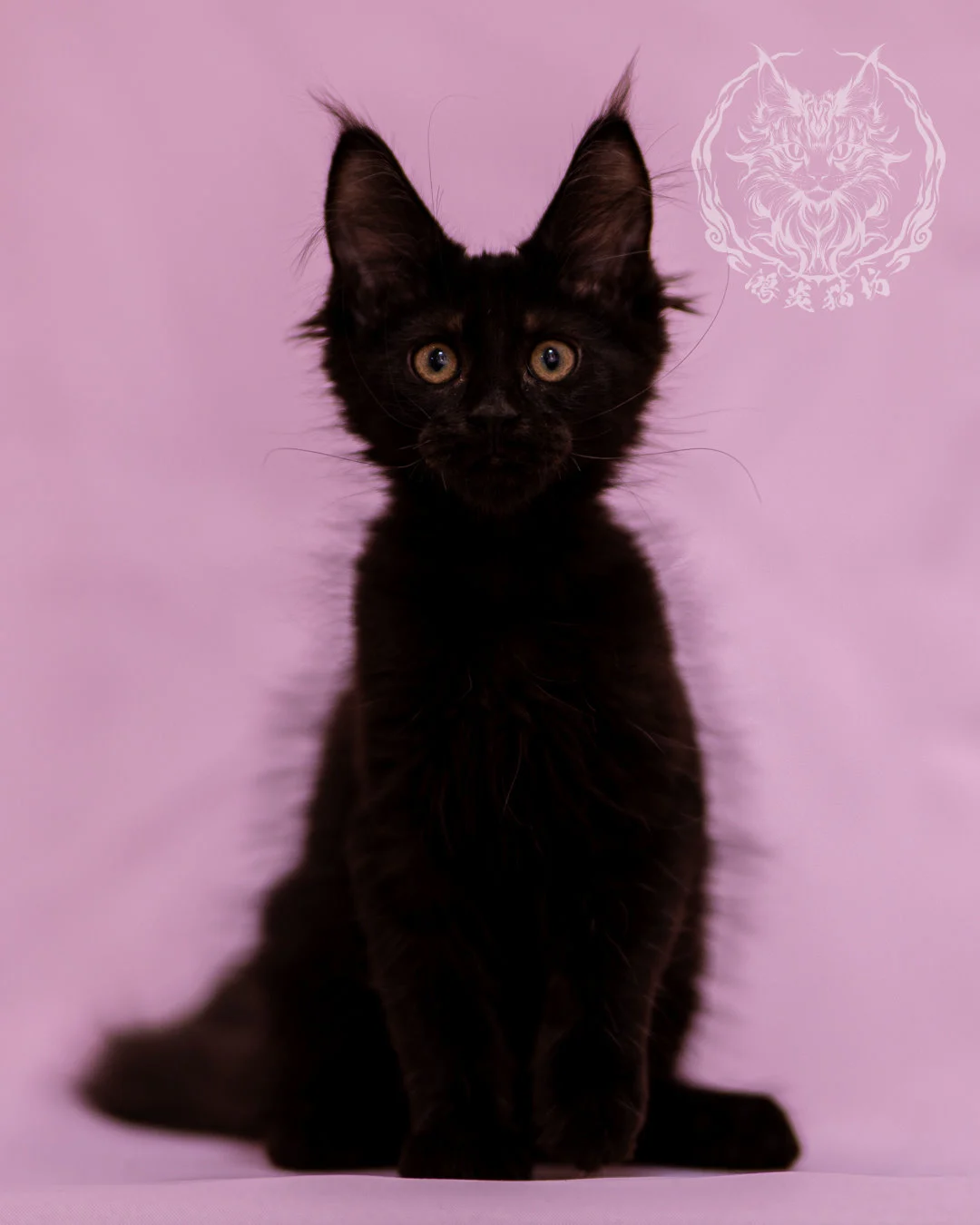 黑色緬因貓 Black Maine Coon Closeup 4