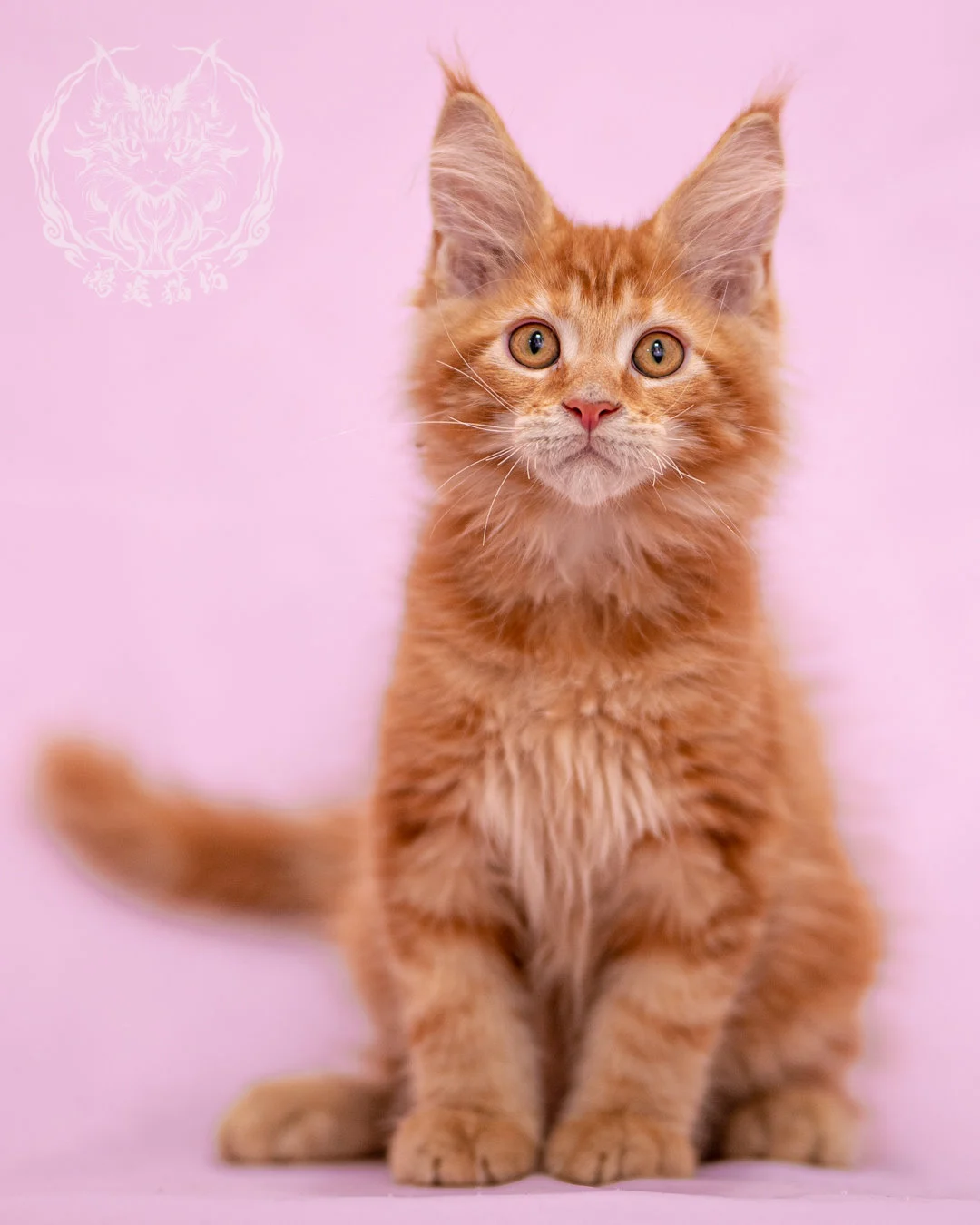 紅虎斑緬因貓 Red Tabby Maine Coon Closeup 11