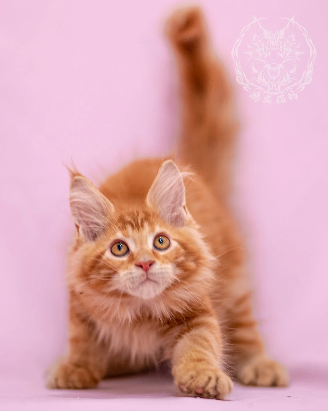 紅虎斑緬因貓 Red Tabby Maine Coon Closeup 8