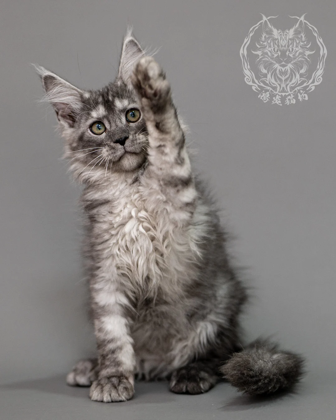 黑銀虎斑緬因貓 Silver Tabby Maine Coon Closeup 7