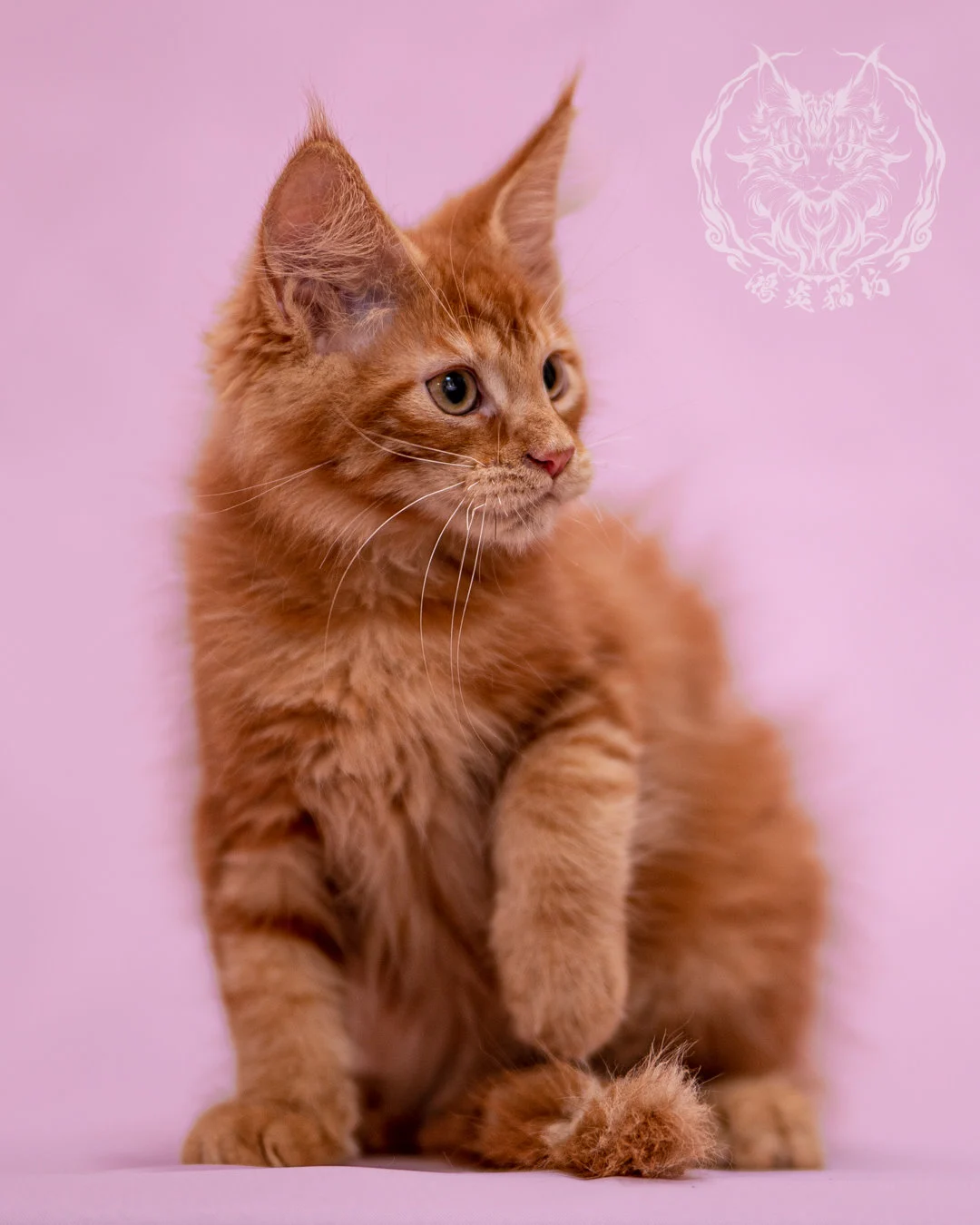 紅虎斑緬因貓 Red Tabby Maine Coon Closeup 7