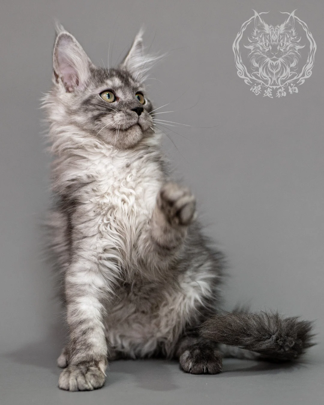 黑銀虎斑緬因貓 Silver Tabby Maine Coon Closeup 12