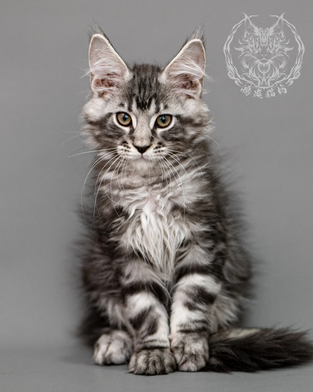 黑銀虎斑緬因貓 Silver Tabby Maine Coon Closeup 13