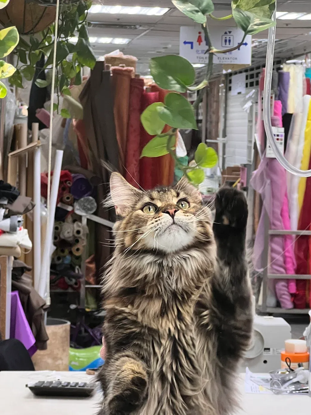 棕虎斑三花緬因貓