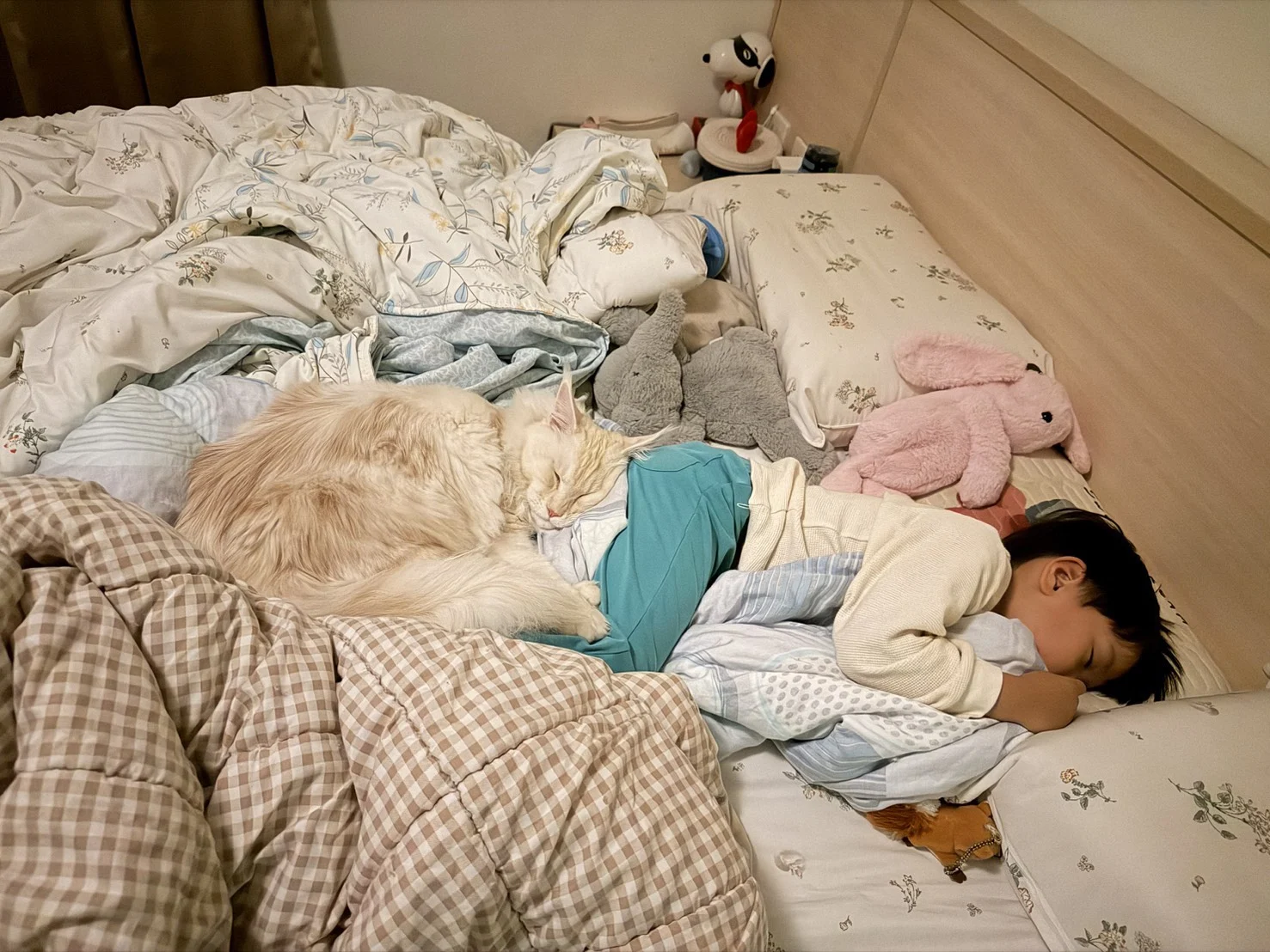 紅銀虎斑緬因貓