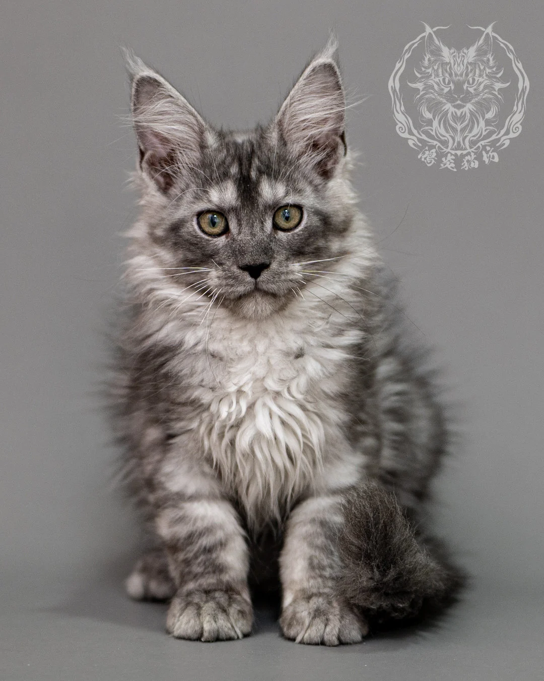 黑銀虎斑緬因貓 Silver Tabby Maine Coon Closeup 2