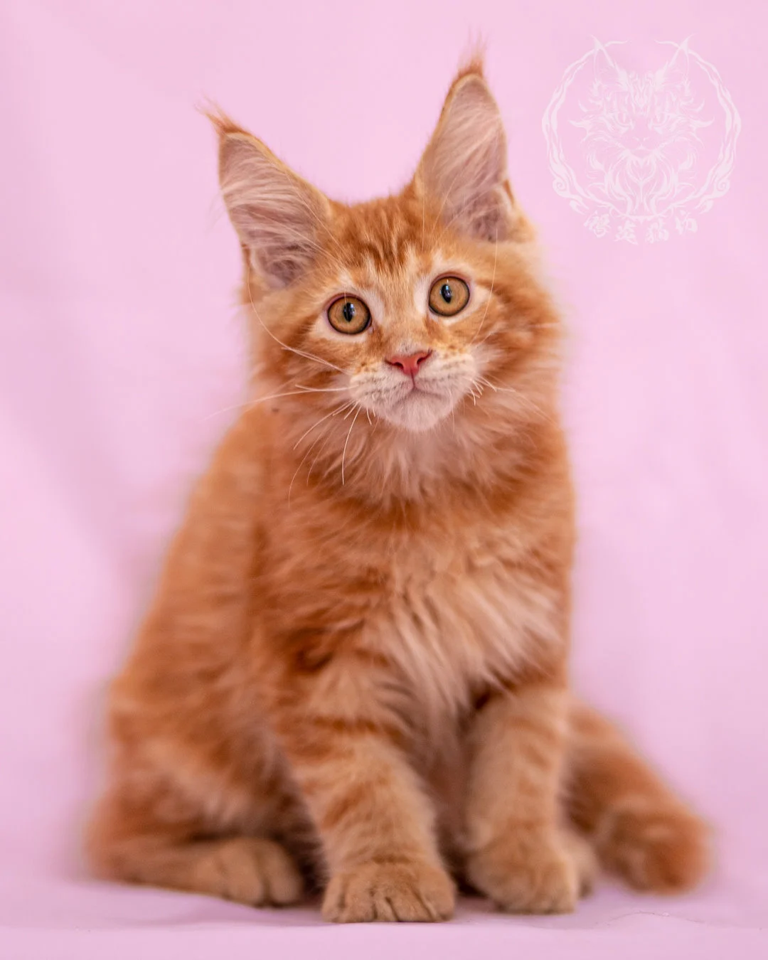 紅虎斑緬因貓 Red Tabby Maine Coon Closeup 3