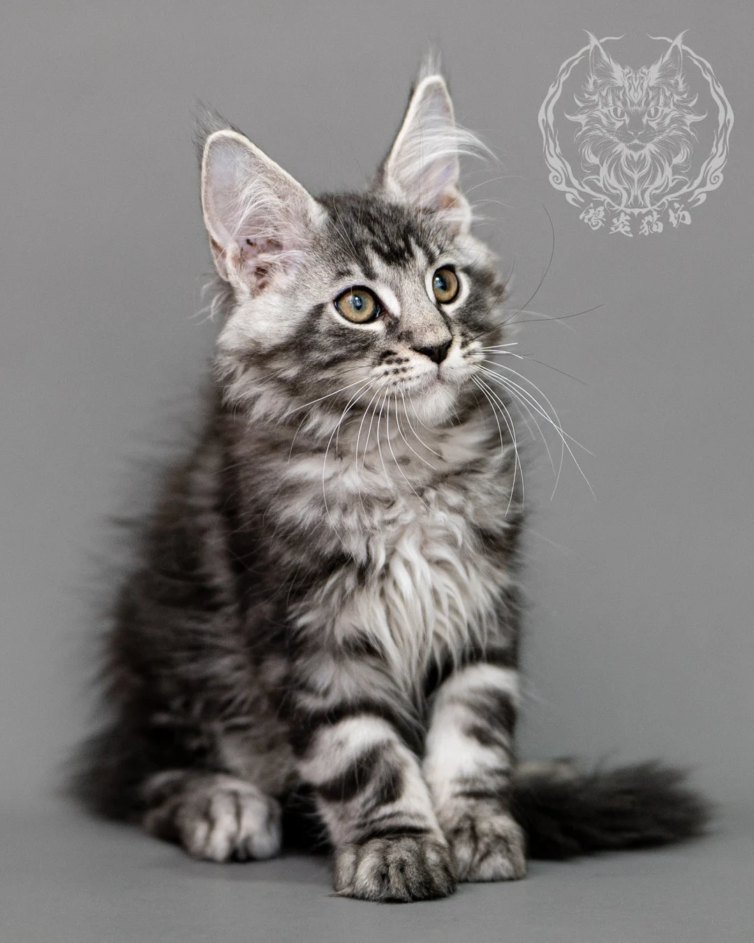 黑銀虎斑緬因貓 Silver Tabby Maine Coon Closeup 9