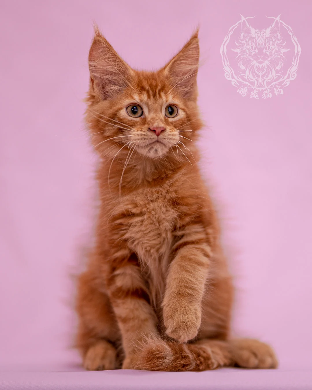 紅虎斑緬因貓 Red Tabby Maine Coon Closeup 1
