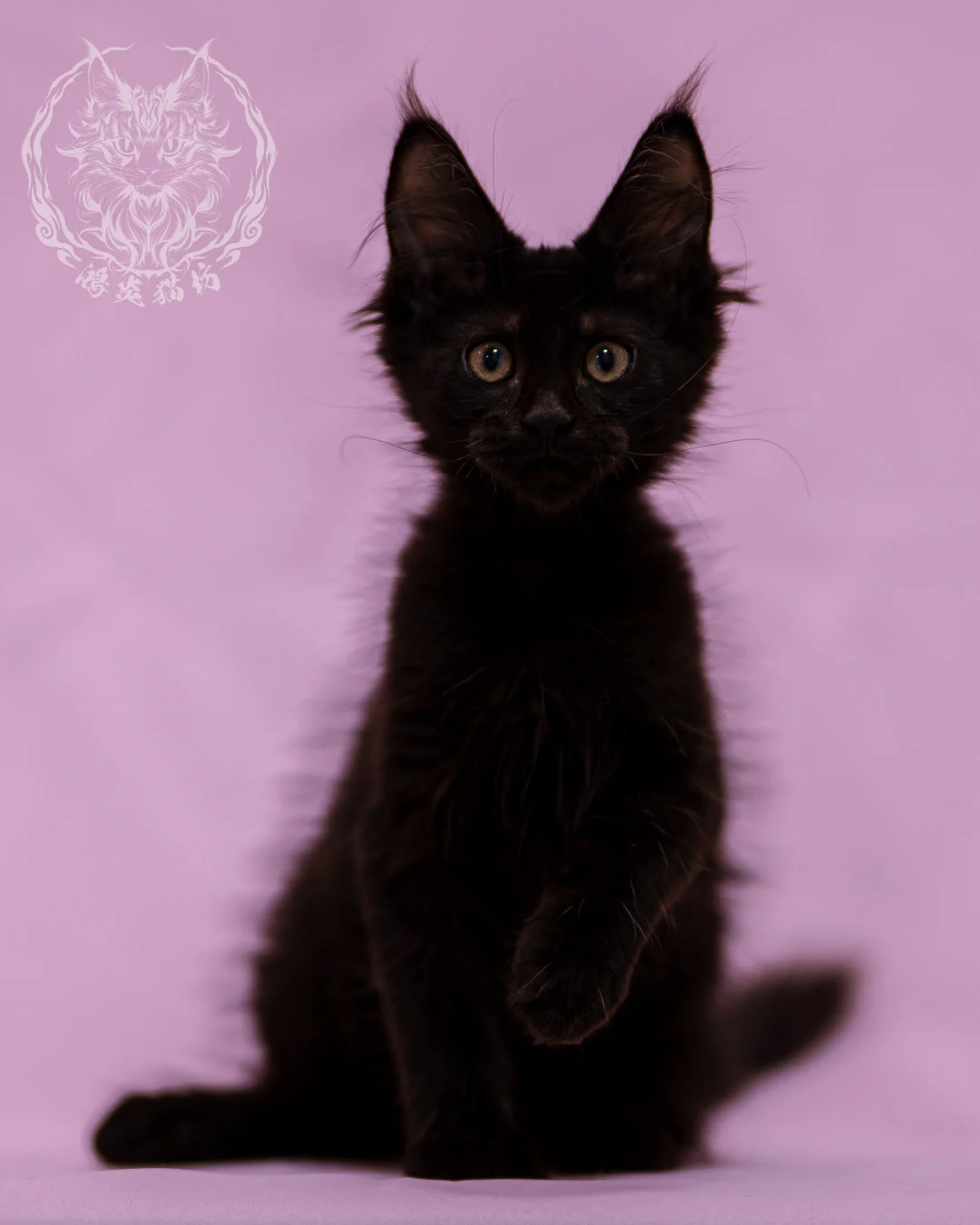 黑色緬因貓 Black Maine Coon Closeup 2