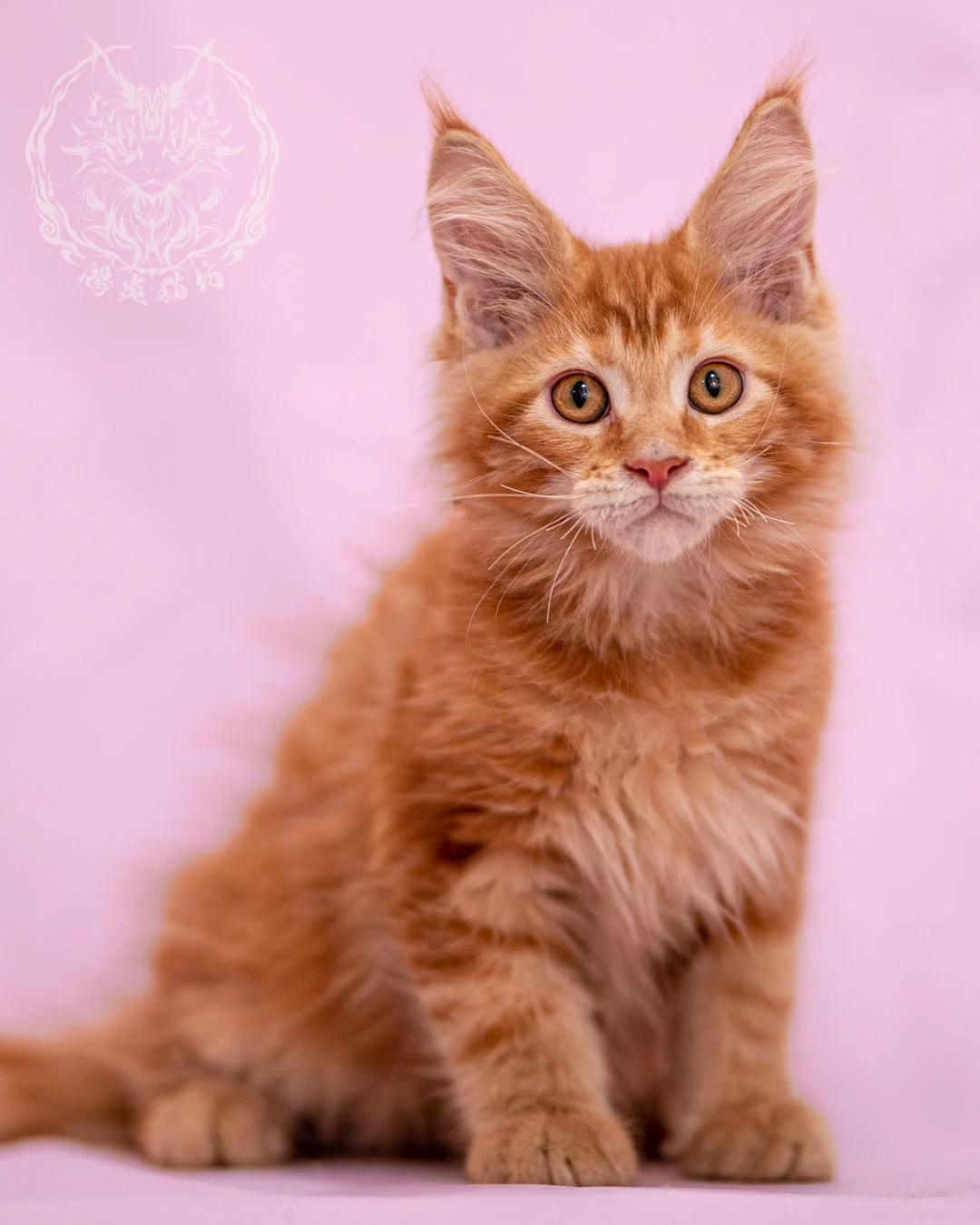 紅虎斑緬因貓 Red Tabby Maine Coon Closeup 1