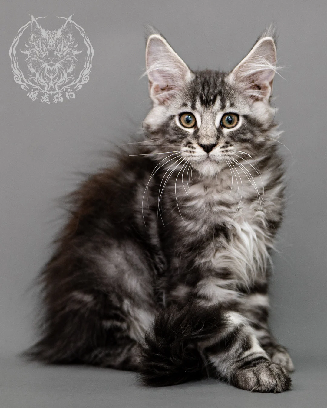 黑銀虎斑緬因貓 Silver Tabby Maine Coon Closeup 1