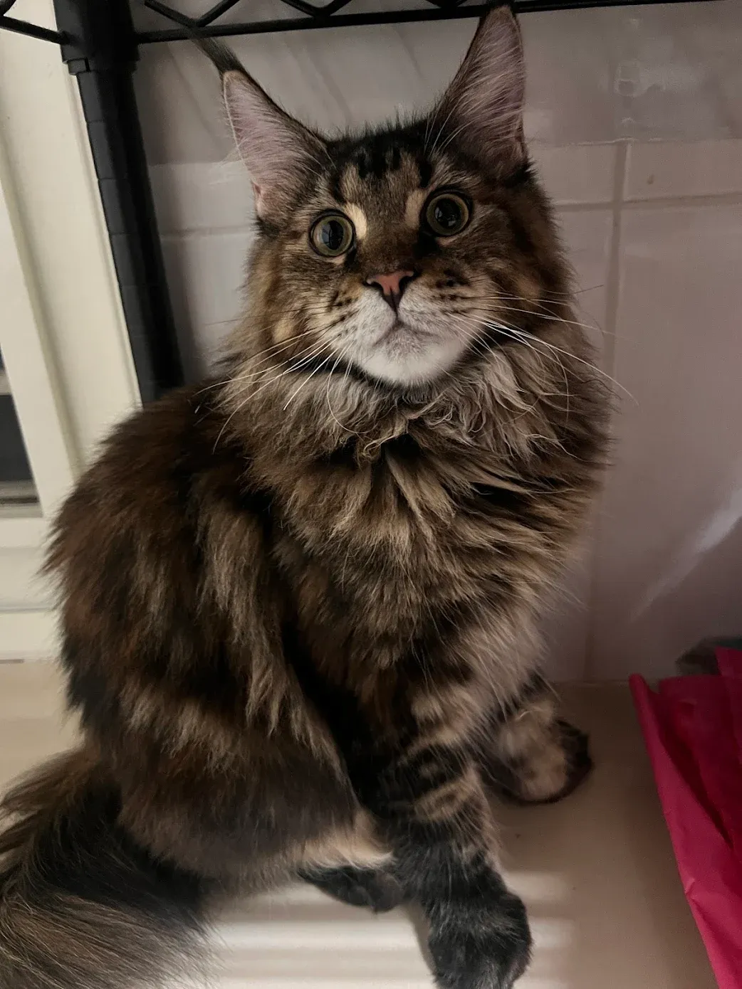 棕虎斑三花緬因貓