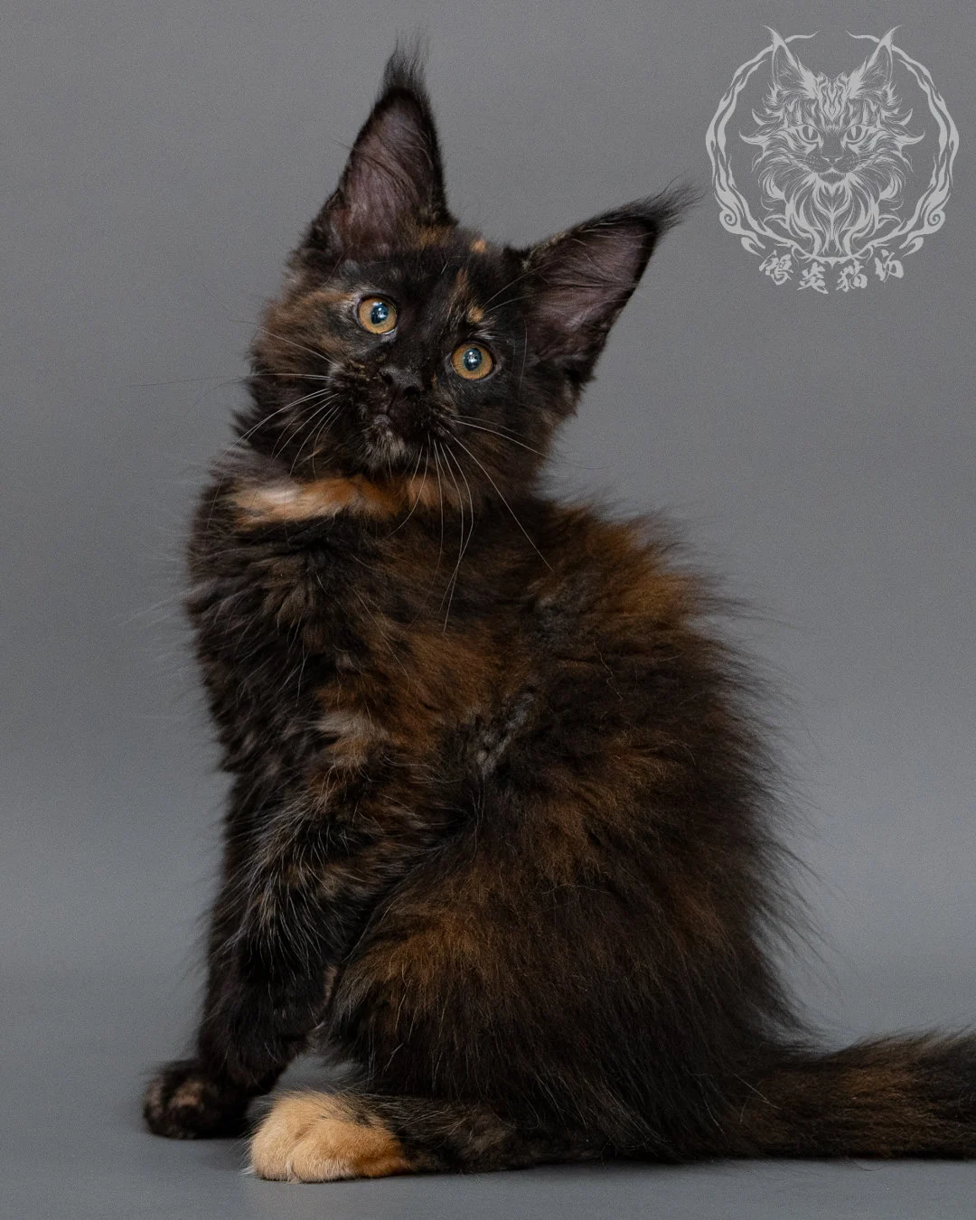 黑玳帽緬因貓 Black Masked Maine Coon Closeup 10